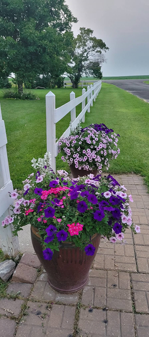 Entrance pots