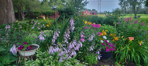 Late Afternoon Garden