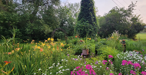 Mom's garden 