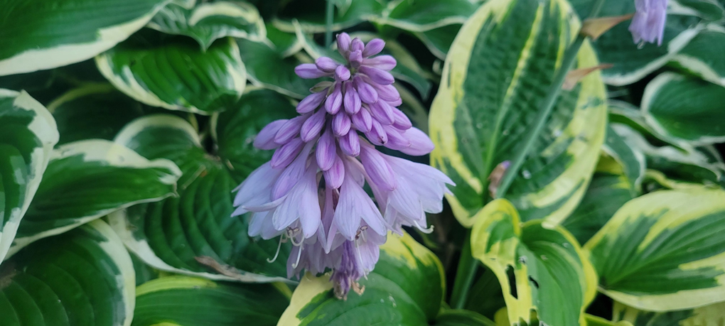 Often overlooked Hosta flower