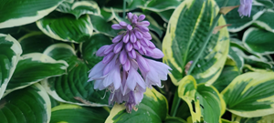 Often overlooked Hosta flower