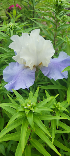 One of many vintage irises
